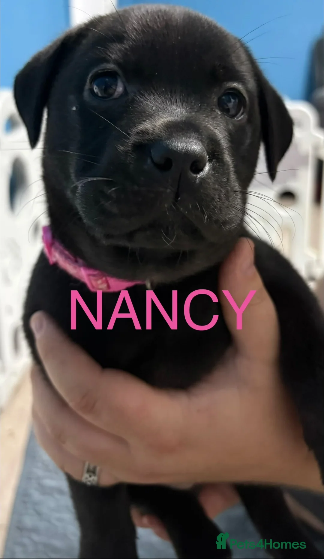 Mixed Breed dogs for sale: Nancy labrastaff girl - Advert 5