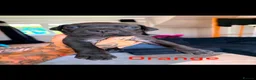 Cane Corso dogs for sale: Cane corso x North American mastiff puppies - Advert 7
