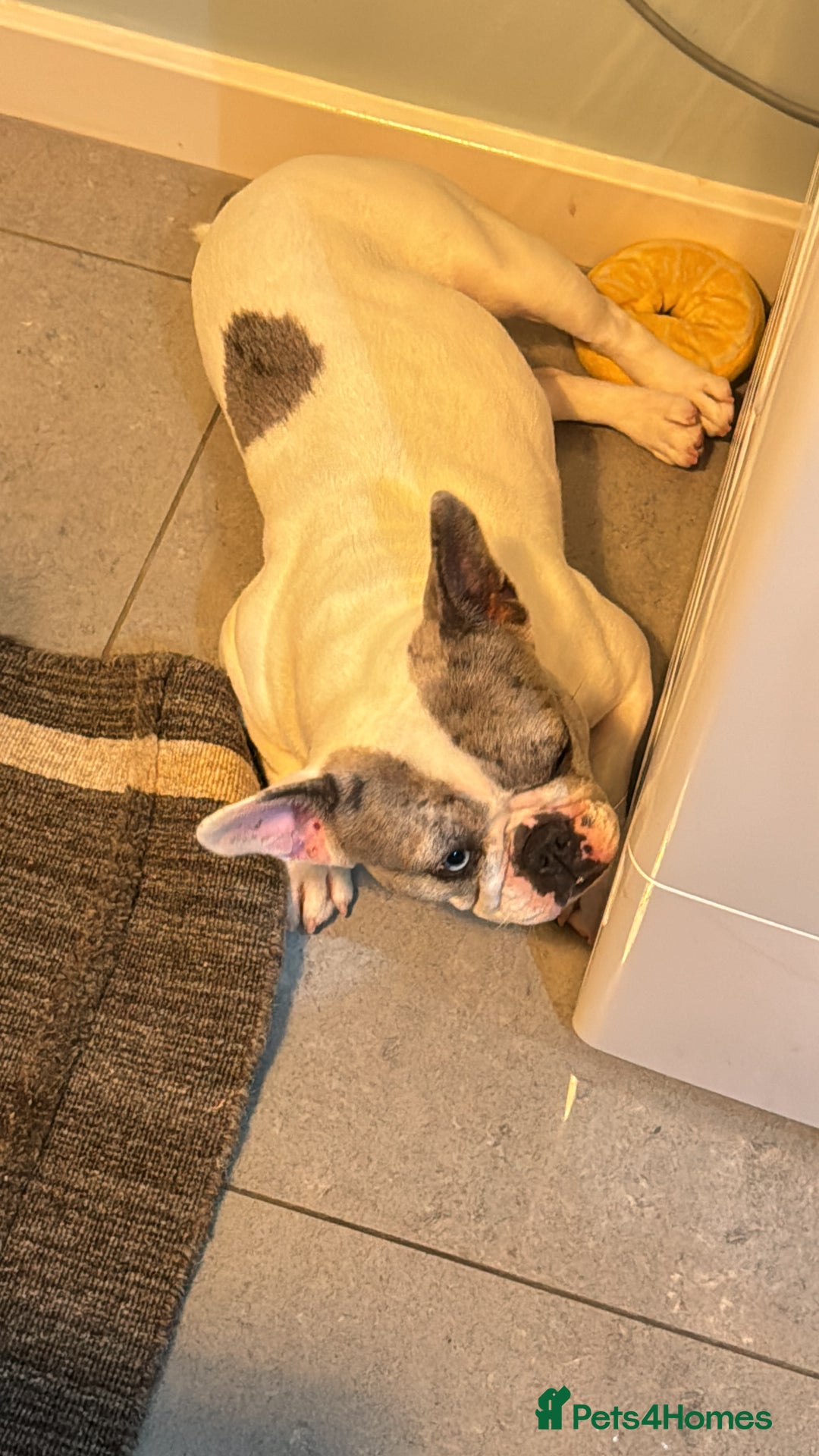 French Bulldog dogs for sale: Freench Buldog - Advert 1