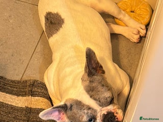 French Bulldog dogs - Advert 3