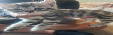 Bengal 1