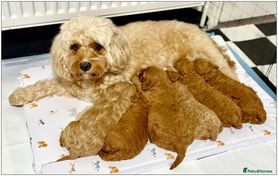 Cavapoo dogs for sale: Gorgeous Cavapoo F1B puppies - Advert 1
