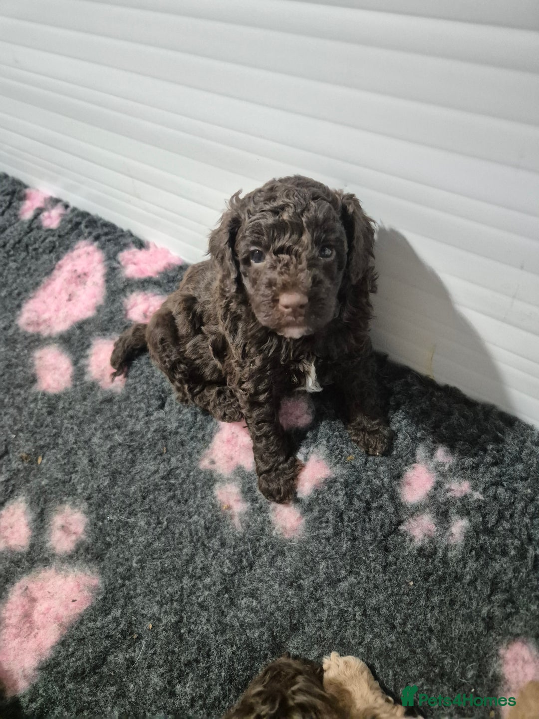 Labradoodle dogs for sale: Stunning F3 miniature labradoodles!  - Advert 13