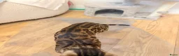 Bengal cats for sale: Friendly & Sociable Bengal Male Kitten  in London - Advert 11