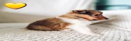 Shetland Sheepdog dogs for sale: STUNNING SHELTIE PUPPIES **KC REG** - Advert 10