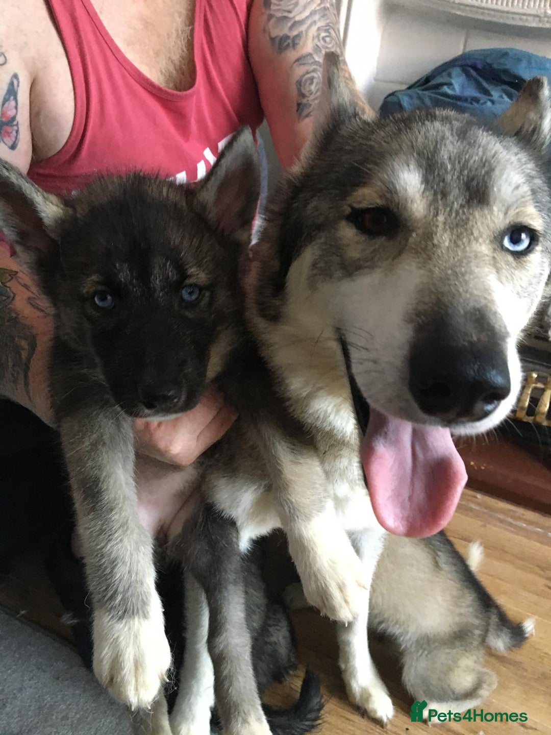 Siberian Husky dogs for sale: 3 x Siberian husky puppies  - Image 19