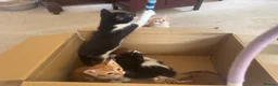 Mixed Breed cats for sale: Lovely kittens ready NOW!! - Advert 15