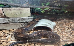 Boa Snake reptiles for sale: Baby Boa Constrictor  - Image 17