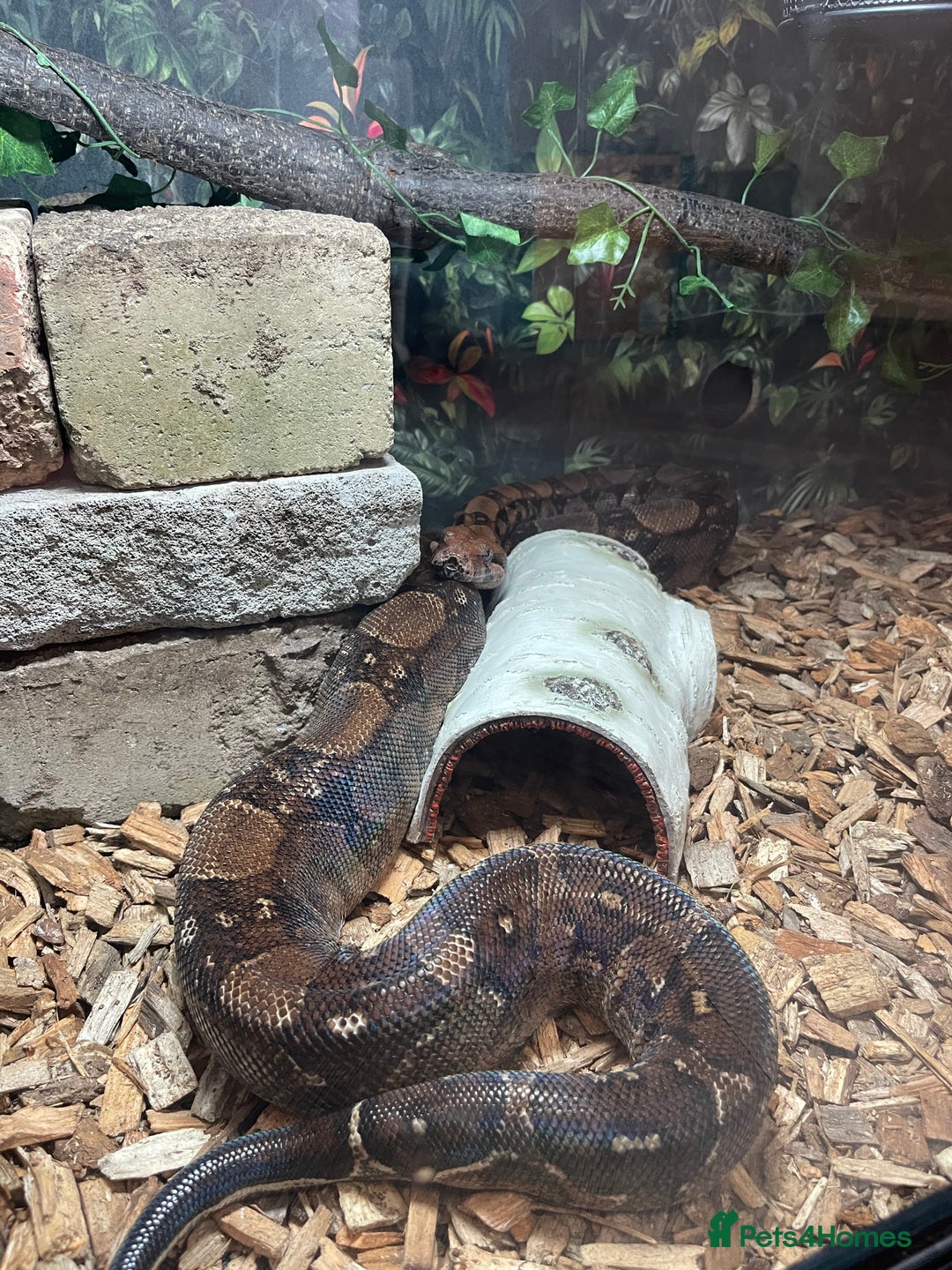 Boa Snake reptiles for sale: Baby Boa Constrictor  - Image 17