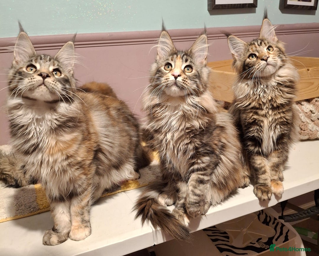 Maine Coon cats for sale: Beautiful torbie Maine Coon girls - Advert 8