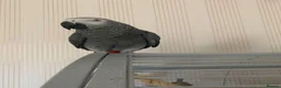 Parrots birds for sale: Male and female congo African Grey Parrots in Southampton - Advert 3