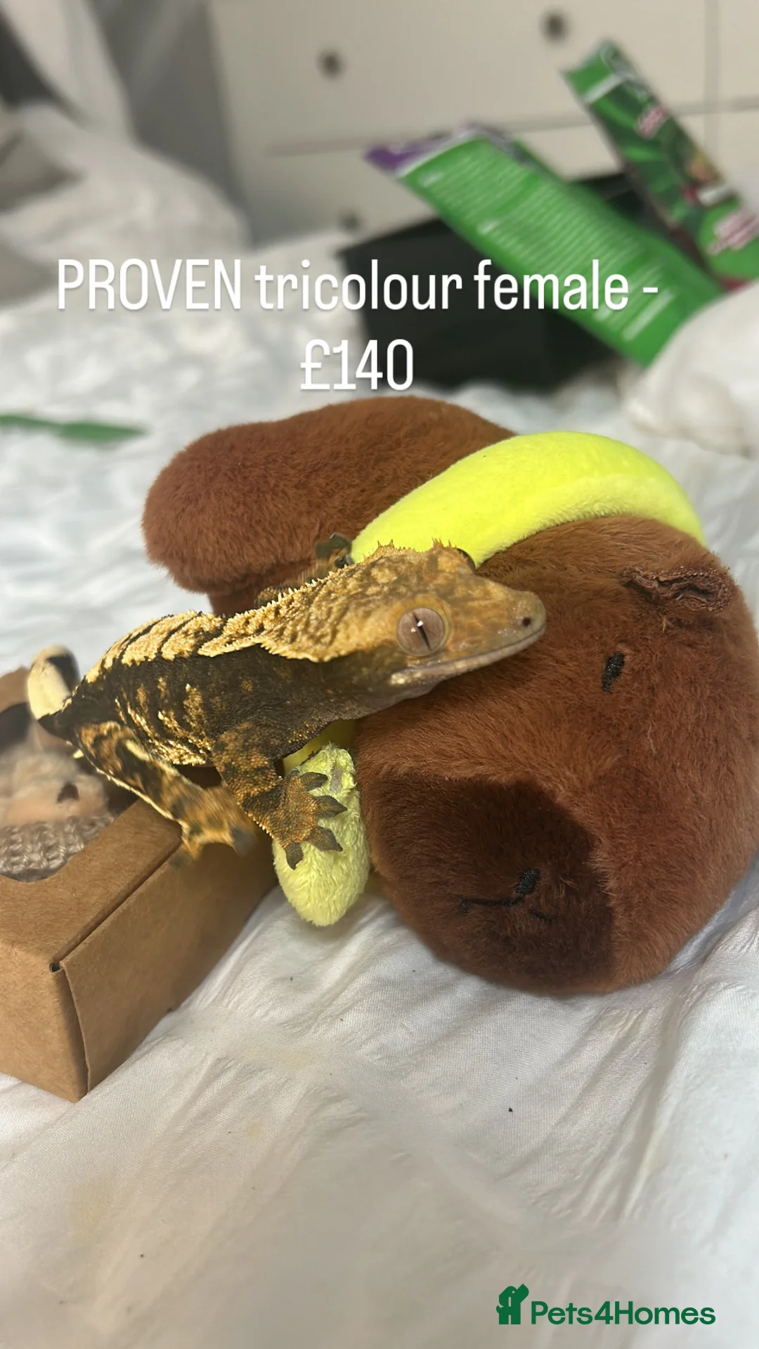 Mixed Breed reptiles for sale: Multiple Reptiles - Advert 5