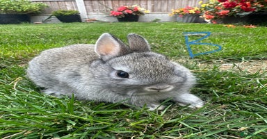 Netherland Dwarf rabbits - Advert 12