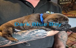 Mixed Breed dogs for sale: Beautiful Chow-Pei Puppies - Image 9