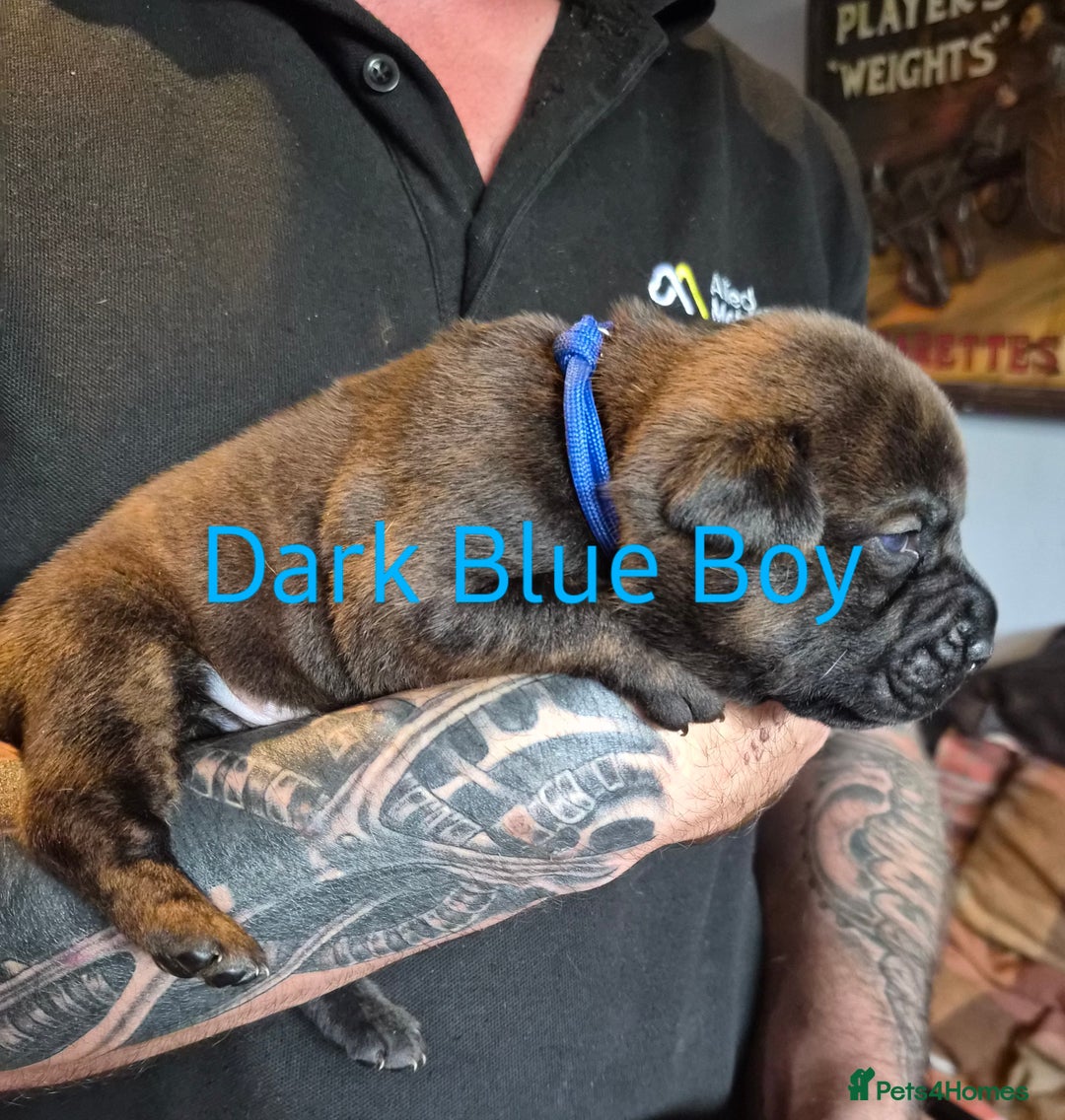 Mixed Breed dogs for sale: Beautiful Chow-Pei Puppies - Image 9