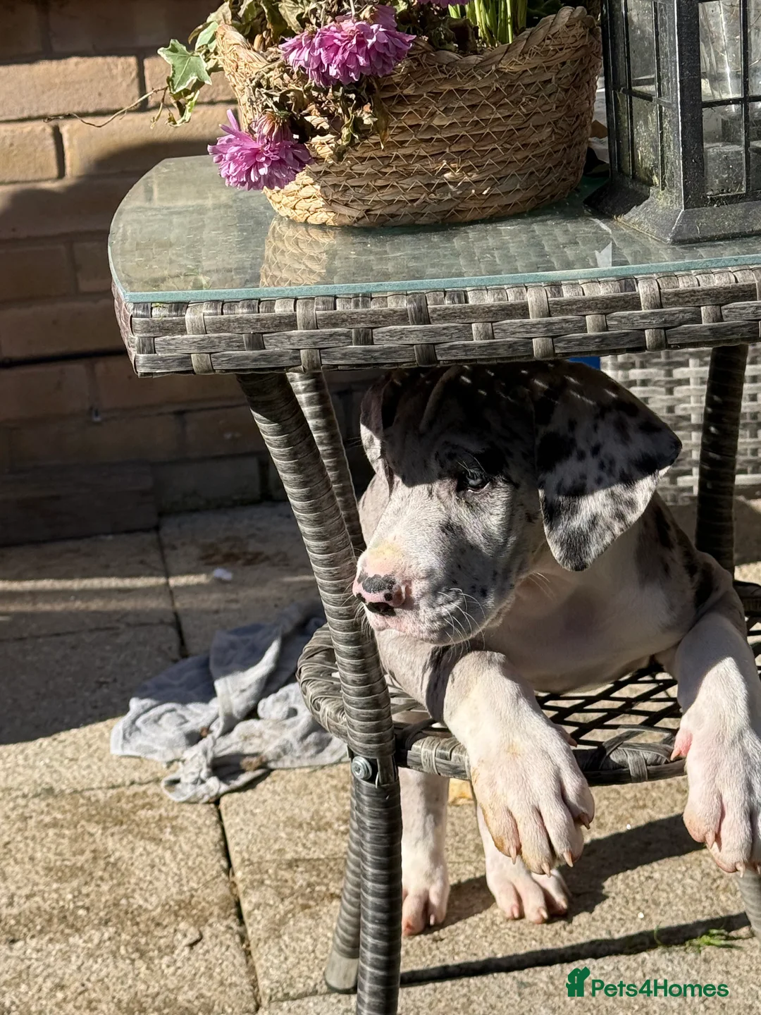 Great Dane dogs for sale: Last 3 remaining stunning Great Dane puppies - Advert 2