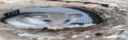 Mouse rodents for sale: African pygmy dormice!  - Advert 2