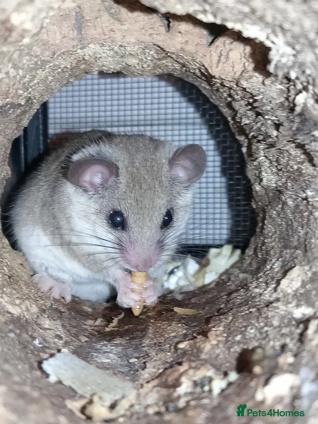 Mouse rodents for sale: African pygmy dormice!  - Advert 2