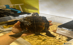 Turtle reptiles for sale: Diamondback Terrapin Turtle - Image 10