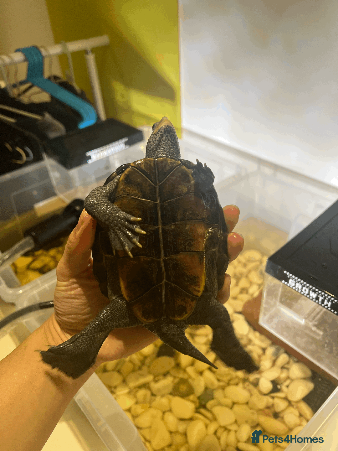 Turtle reptiles for sale: Diamondback Terrapin Turtle - Image 10