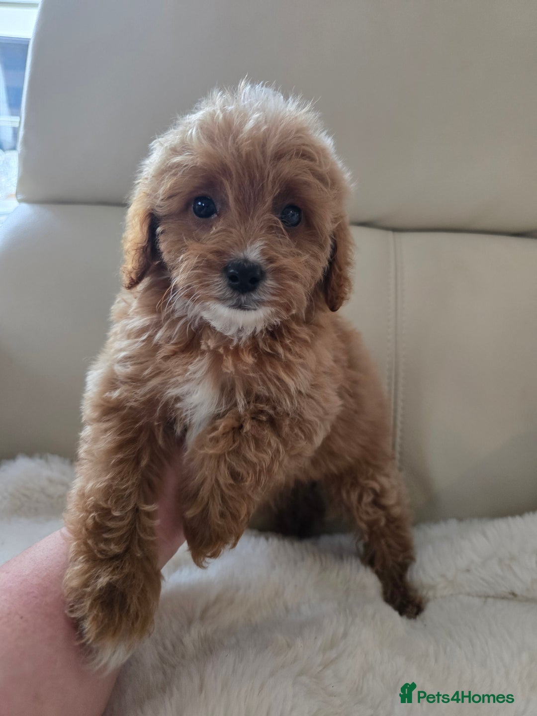 Cavapoo dogs for sale: Cavapoobabiesuk litter has arrived - Advert 11
