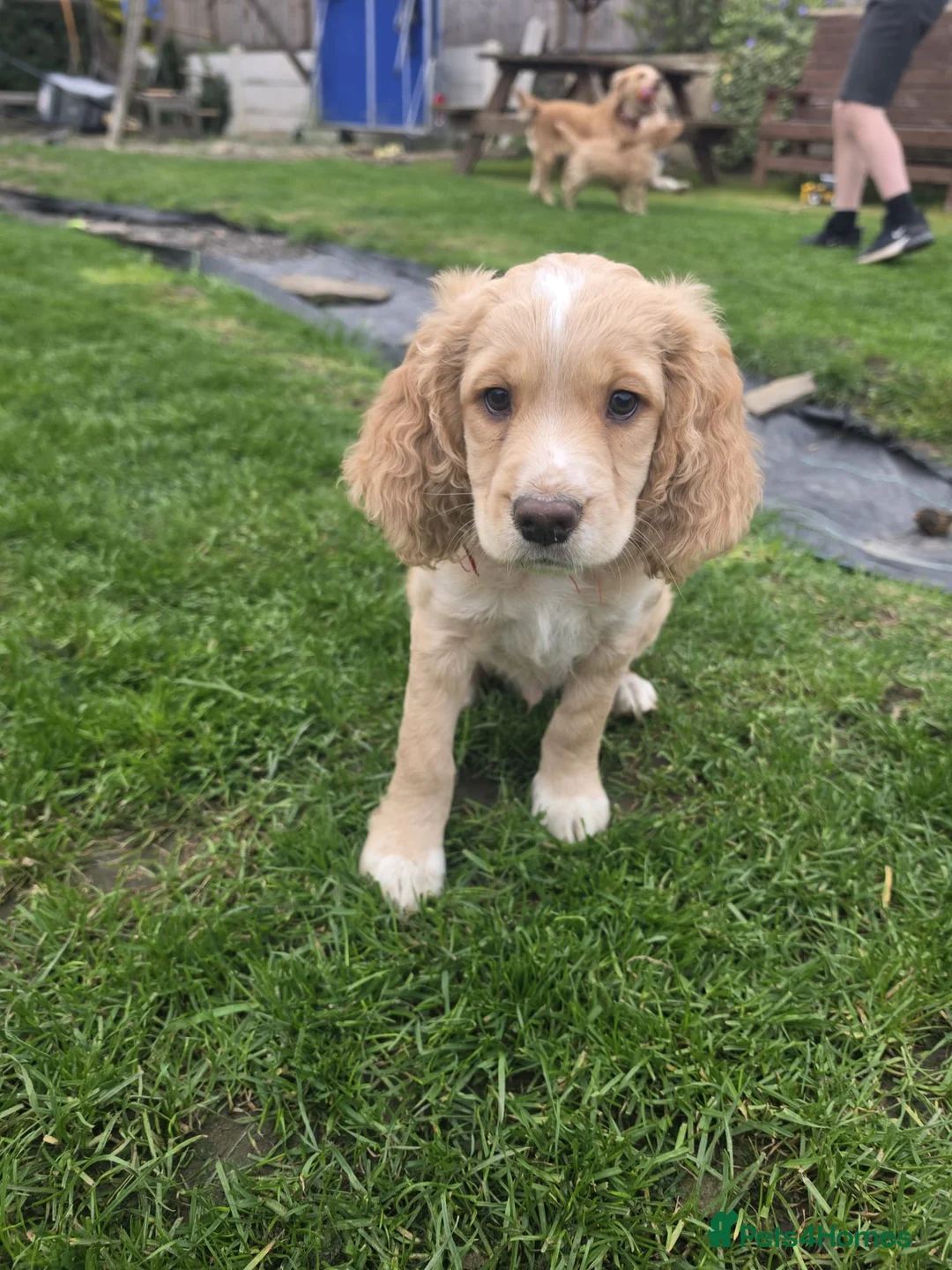Cocker Spaniel dogs for sale: KC reg. Working Cocker pups Lemon and white 2 dogs - Advert 1