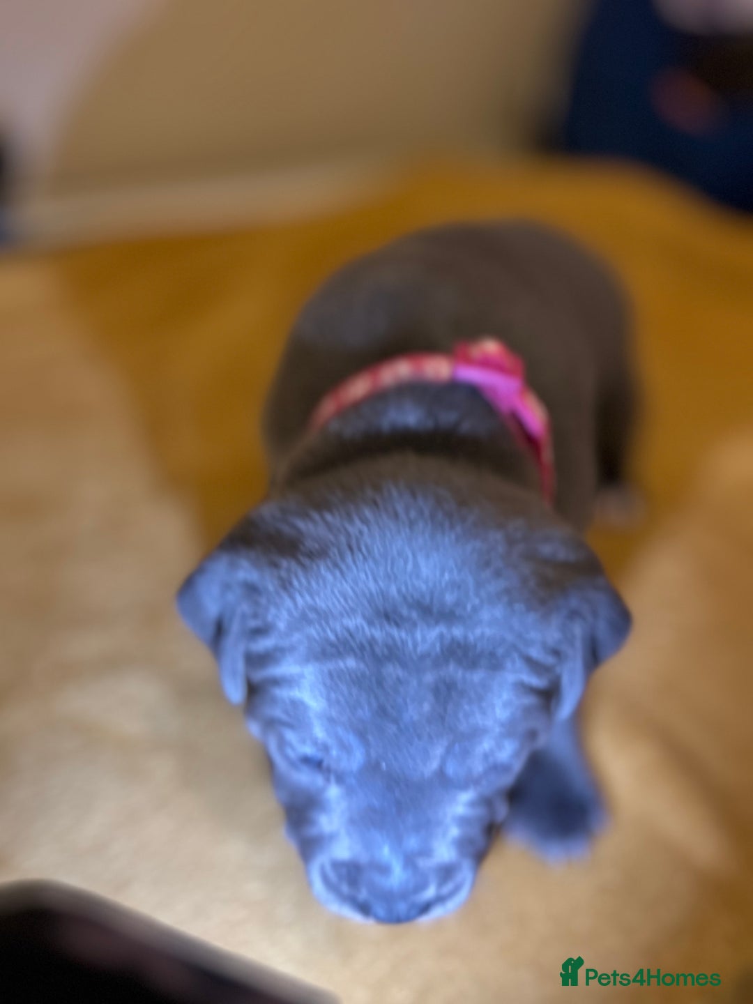 Staffordshire Bull Terrier dogs for sale: Blue Staffordshire bull terrier’s  - Advert 15