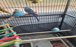 Budgerigars birds for sale: 10 Budgies and 2 large cages - Image 6