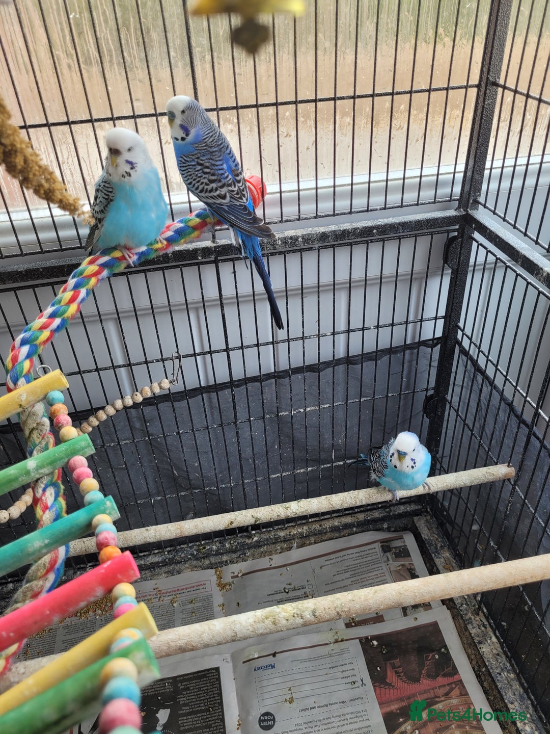Budgerigars birds for sale: 10 Budgies and 2 large cages - Image 6