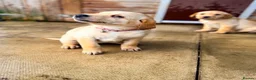 Labrador Retriever dogs for sale: KC Registered Labrador pups  - Advert 7