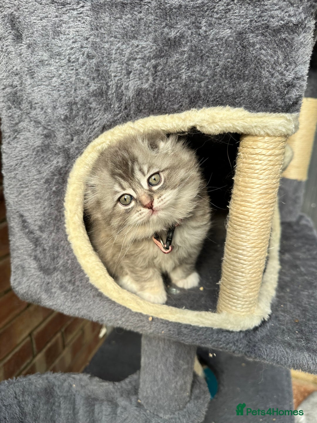 Scottish Fold cats for sale: Stunningly beautiful Scottish Fold x Ragdoll  - Image 8