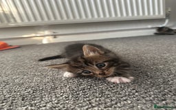 Mixed Breed cats for sale: KITTENS FOR SALE -READY TO LEAVE ON THE 5th 200£ - Image 6