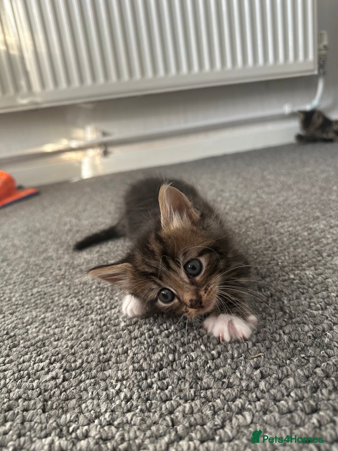 Mixed Breed cats for sale: KITTENS FOR SALE -READY TO LEAVE ON THE 5th 200£ - Image 6