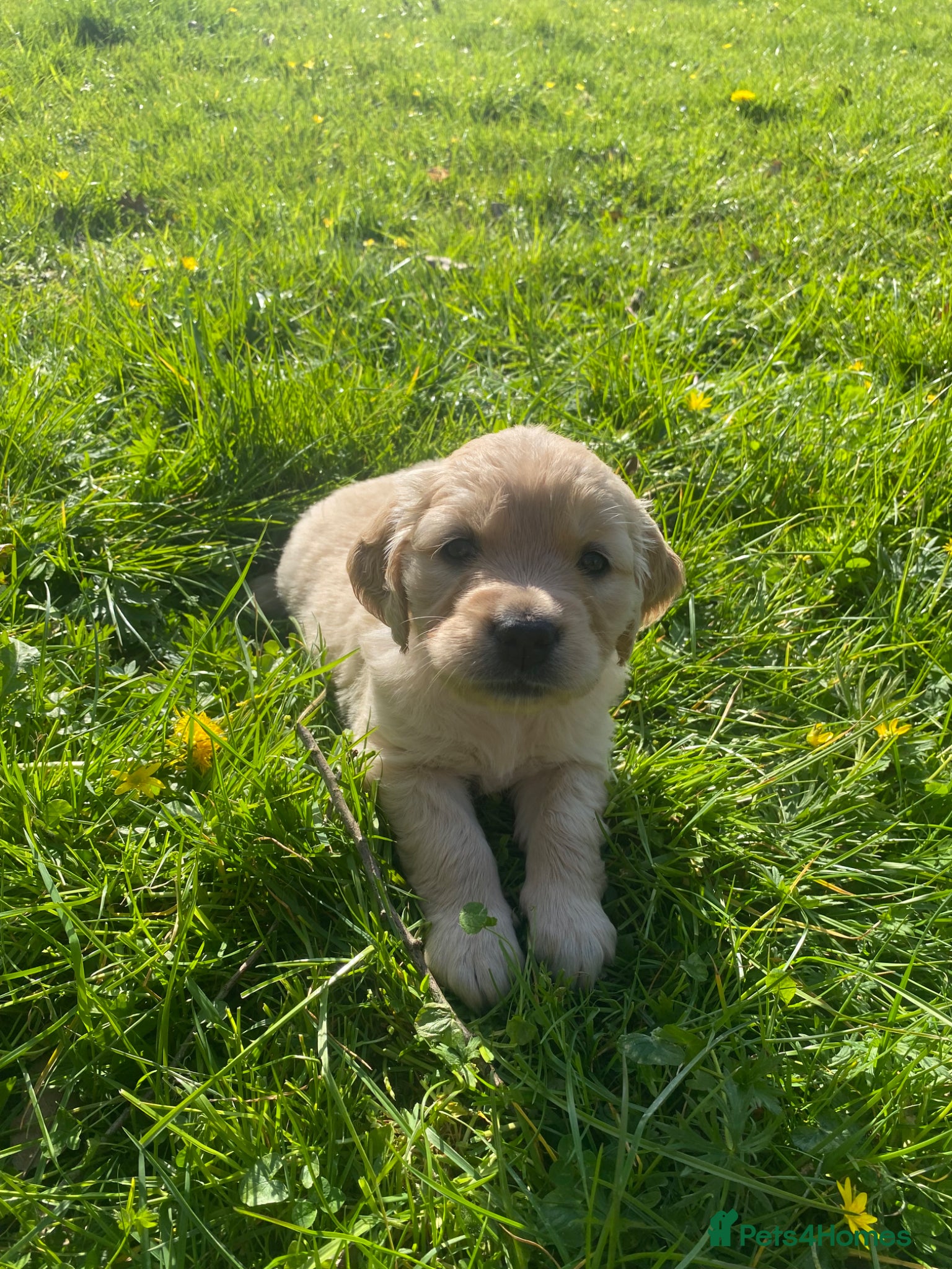 Golden Retriever dogs Kc registered beautiful Golden Retrievers puppies  - Advert 1