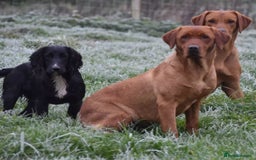 Labrador Retriever dogs for sale: Kc reg fox red working Labradors  - Image 16