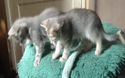 Mixed Breed cats for sale: Awesome Spotty Dotty Silver  Blue Bengal x Kittens - Image 25