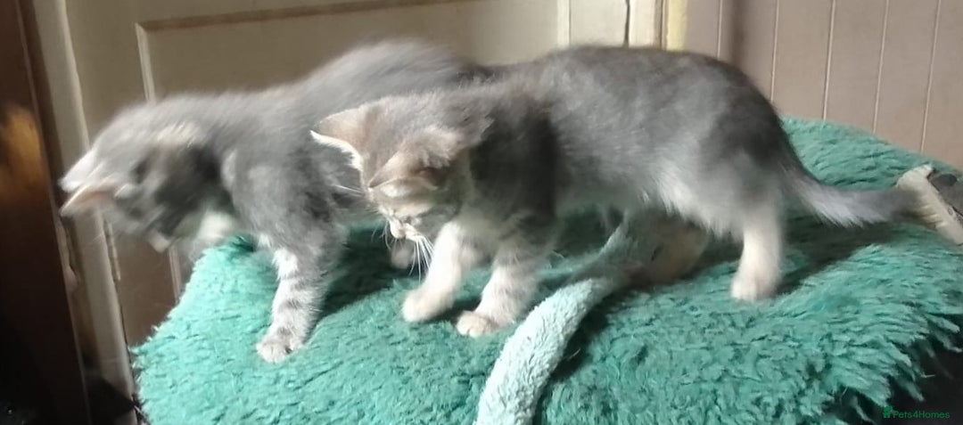 Mixed Breed cats for sale: Awesome Spotty Dotty Silver  Blue Bengal x Kittens - Image 25