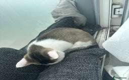 Mixed Breed cats for sale: ⭐️⭐️ 2 Males & 1 female mixed breed Kittens!!⭐️⭐️ - Image 3