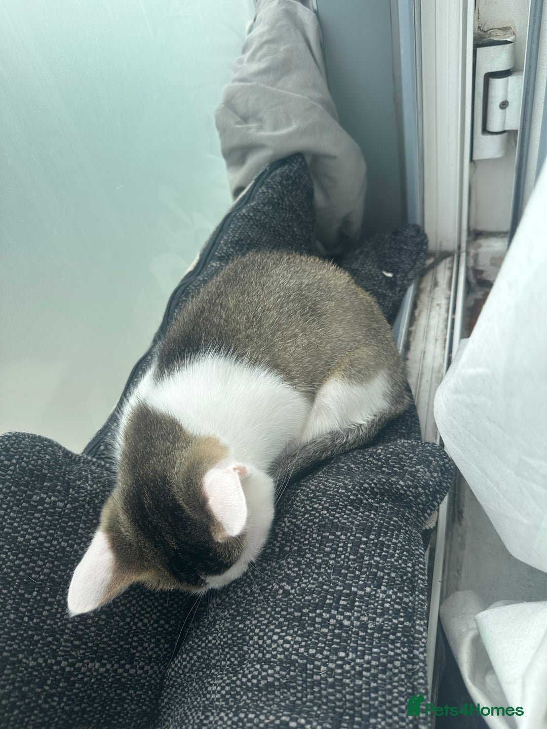 Mixed Breed cats for sale: ⭐️⭐️ 2 Males & 1 female mixed breed Kittens!!⭐️⭐️ - Image 3