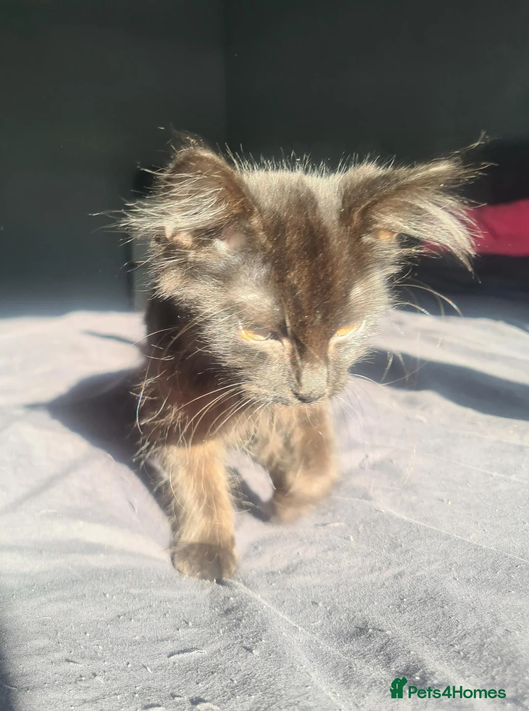 Mixed Breed cats for sale: Last beautiful loving male - Advert 2