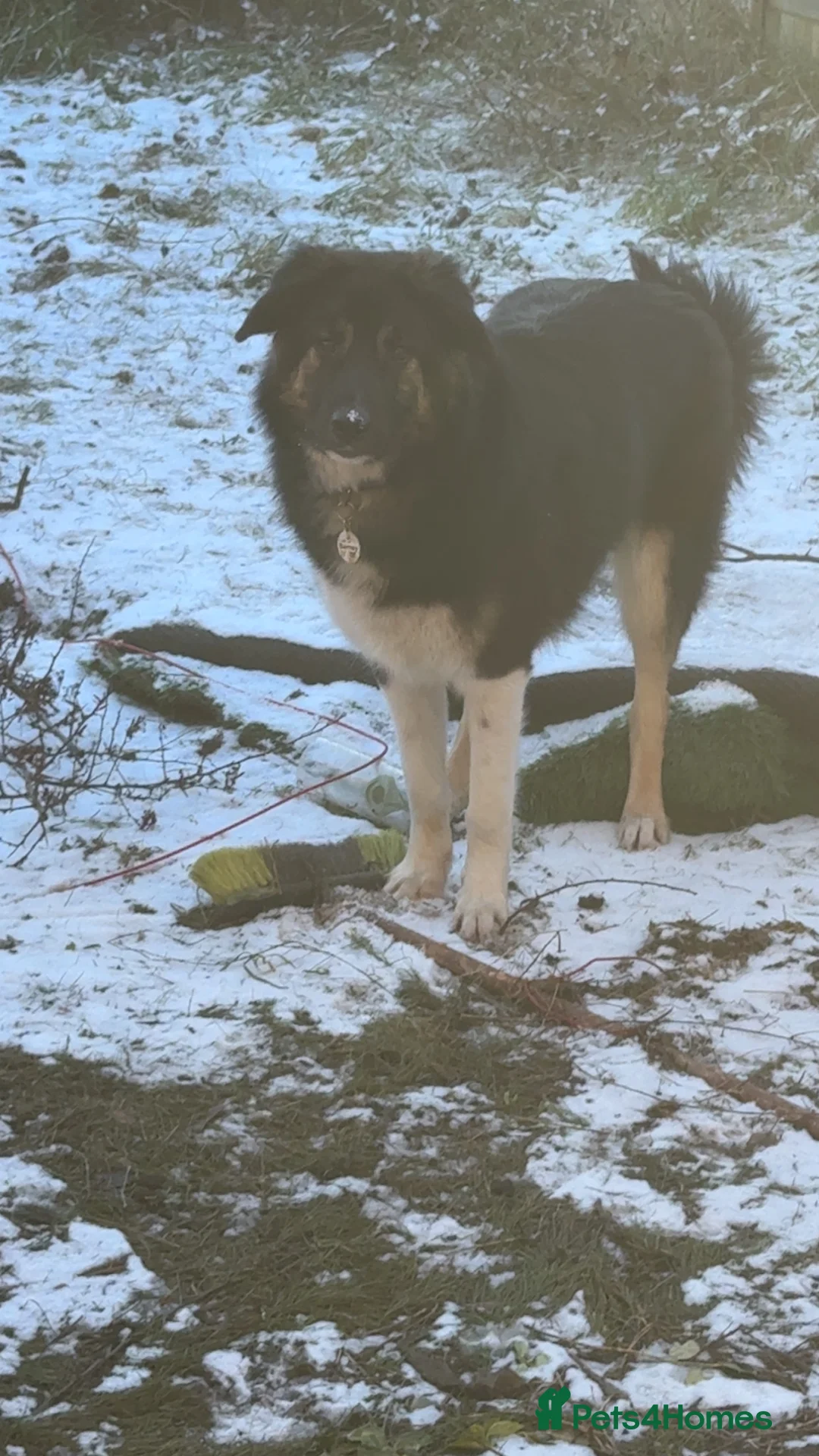 Mixed Breed dogs for sale: Beautiful Barney! - Advert 6