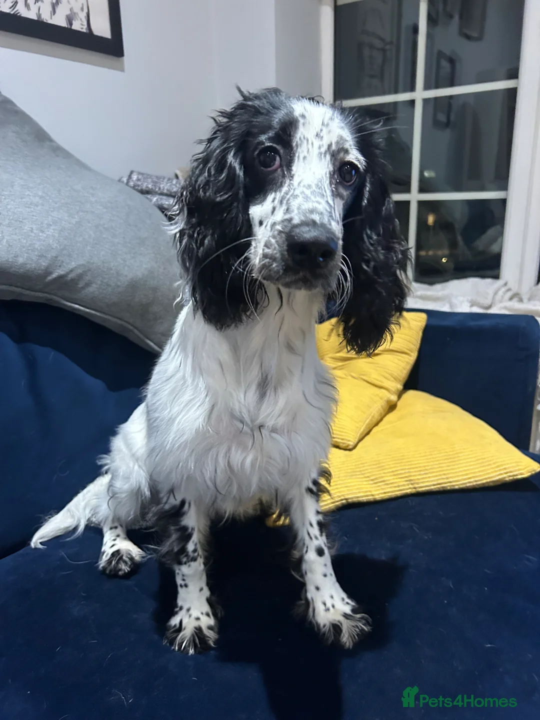 Cocker Spaniel dogs for sale: Bobbi - 7 month puppy - Advert 5