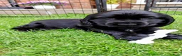 Cocker Spaniel dogs for sale: KC registered show type Cocker spaniel puppies  - Advert 3