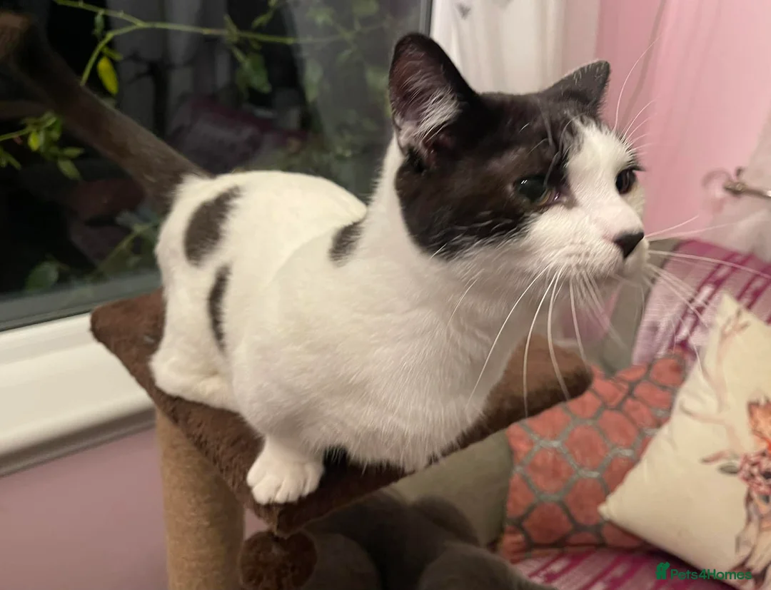 Munchkin cats for sale: Munchkin x Scottish Fold - Advert 6