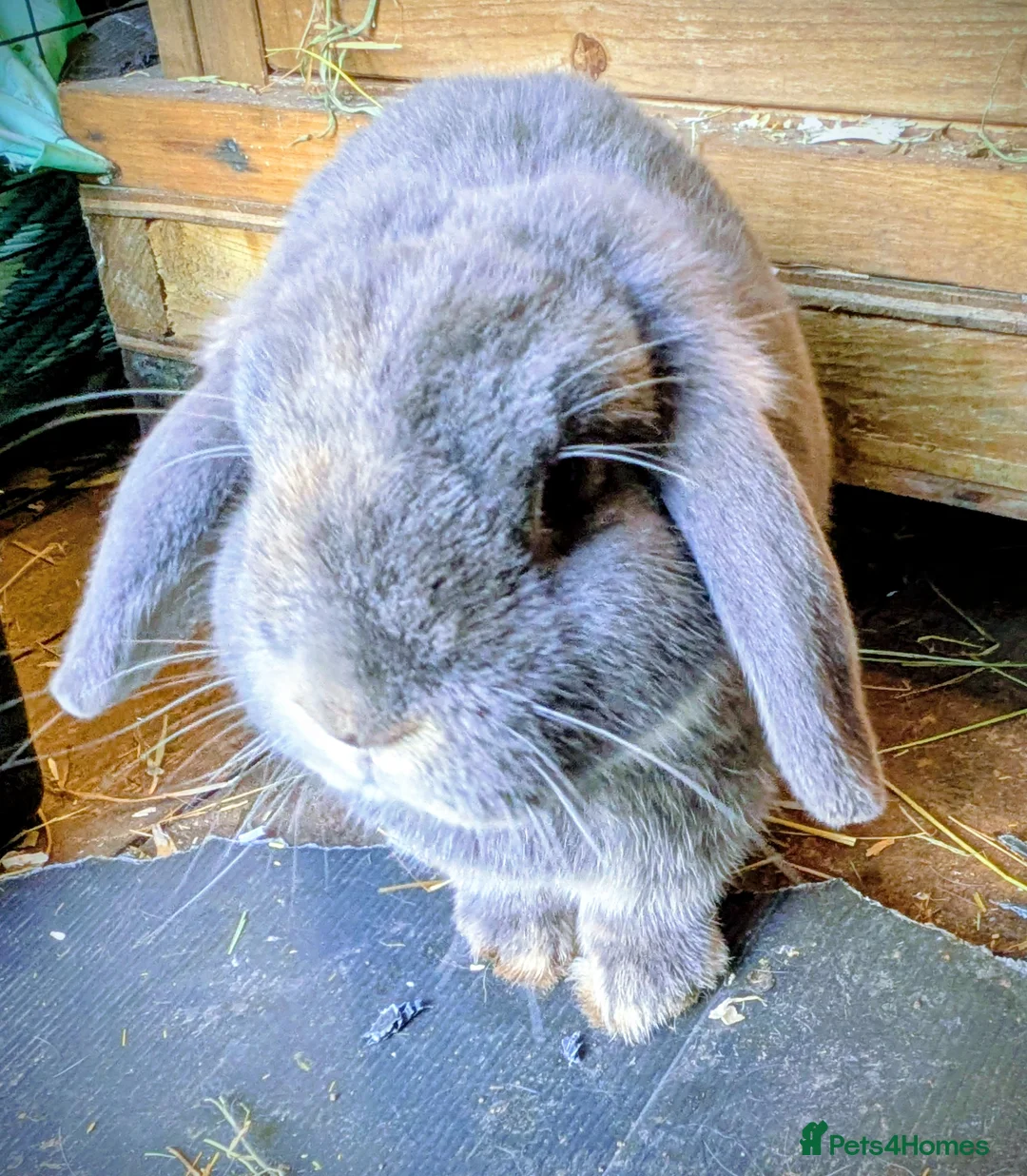 Dwarf Lop rabbits for sale: Do you have room for these handsome boys? in Worcester - Advert 1