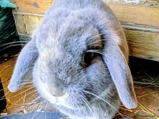 Dwarf Lop rabbits Do you have room for these handsome boys? in Worcester - Advert 1