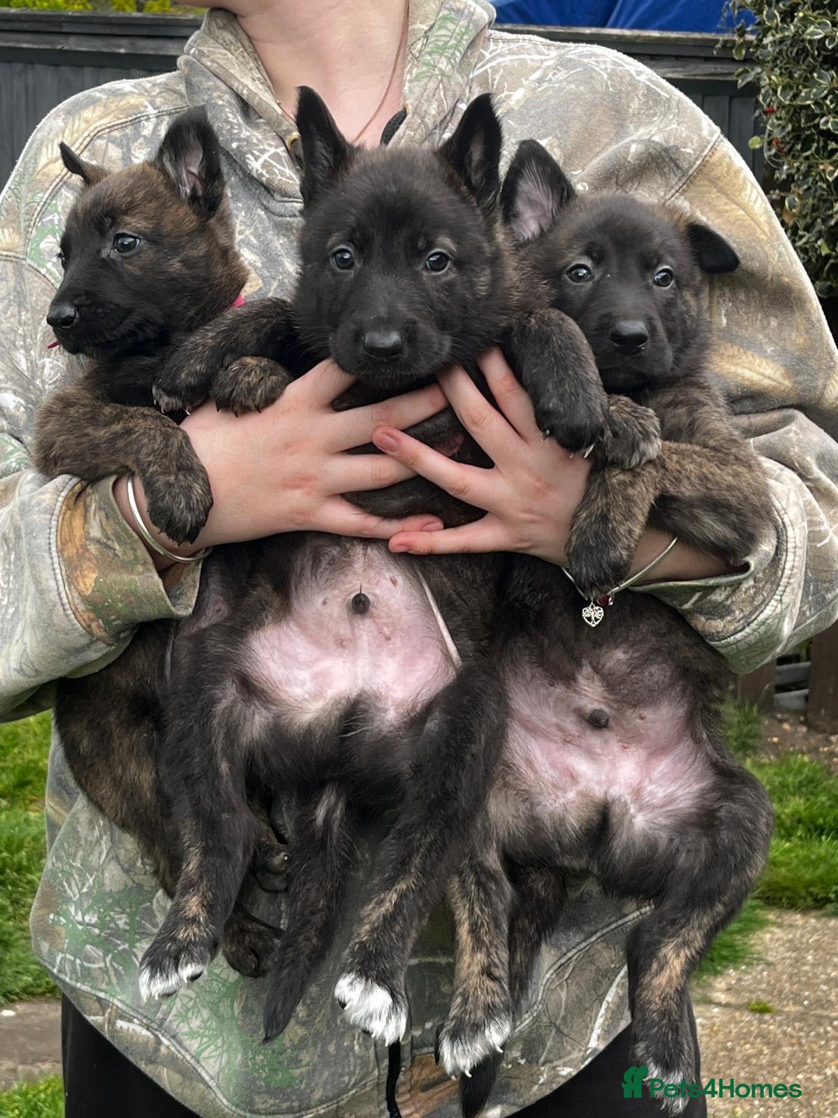 Mixed Breed dogs Dutch Shepard x Belgian malinois puppies - Advert 15