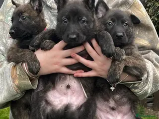 Mixed Breed dogs Dutch Shepard x Belgian malinois puppies - Advert 15