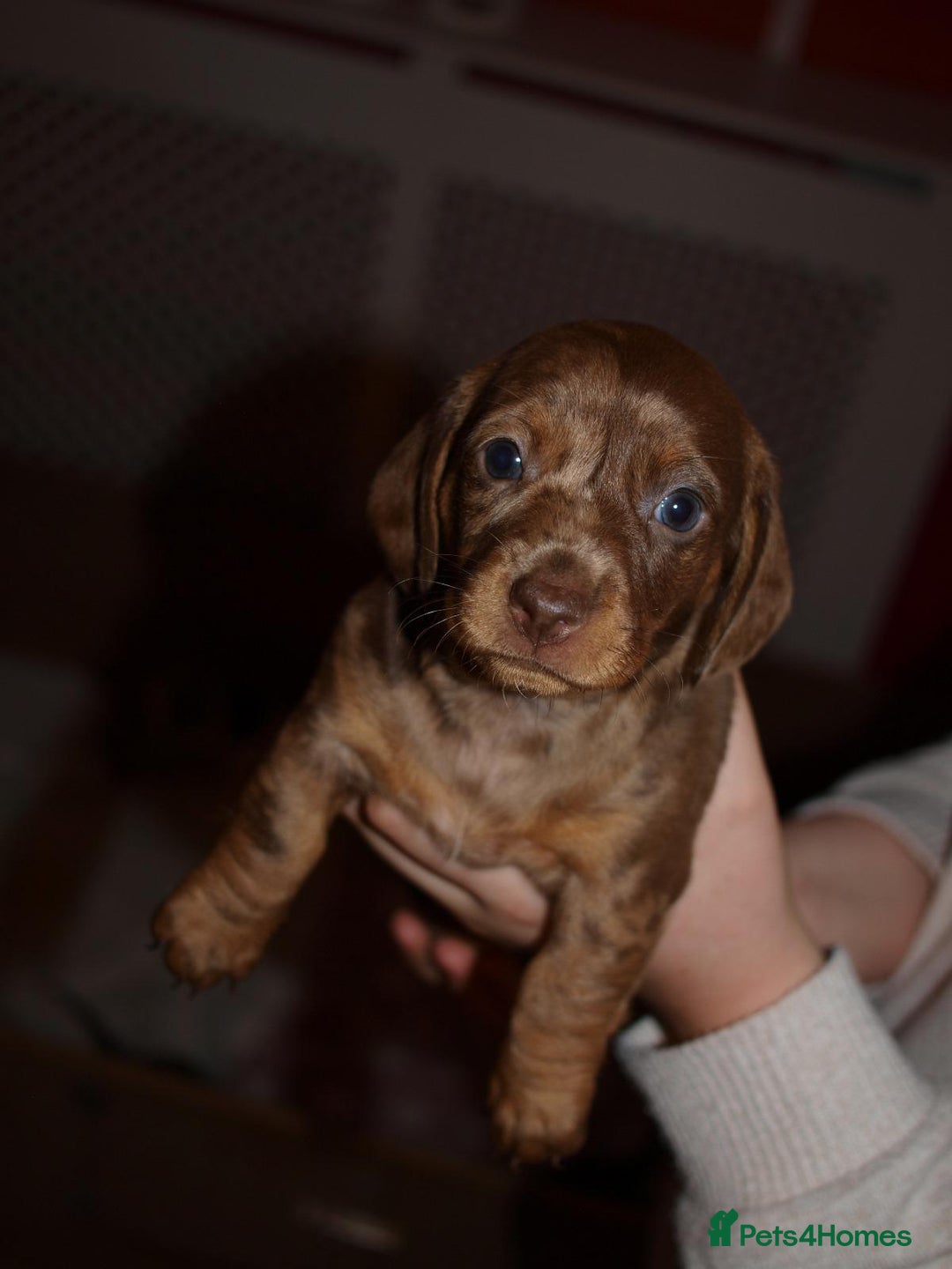 Dachshund dogs for sale: 3 male 2 female dashound puppies ready to go. - Image 18