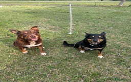 Mixed Breed dogs for sale: Kelpie x Collie Puppies looking for homes - Image 7